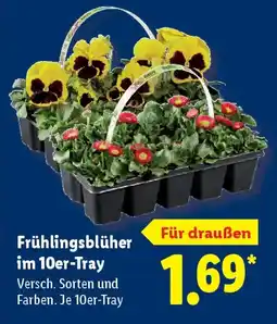 Lidl Frühlingsblüher im 10er-Tray Angebot