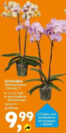 Globus Baumarkt Orchidee (Phalaenopsis ,,Taiwan") Angebot
