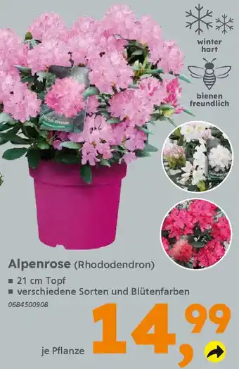Alpenrose (Rhododendron) Angebot bei Globus Baumarkt