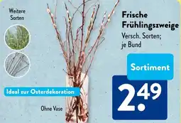 Aldi Süd Frische Frühlingszweige Angebot