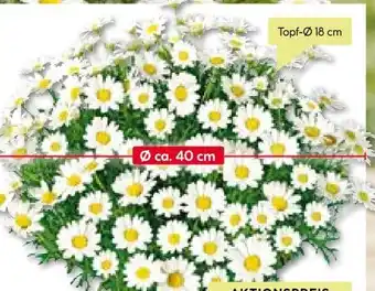 BayWa Bau & Garten Margeriten Busch Angebot