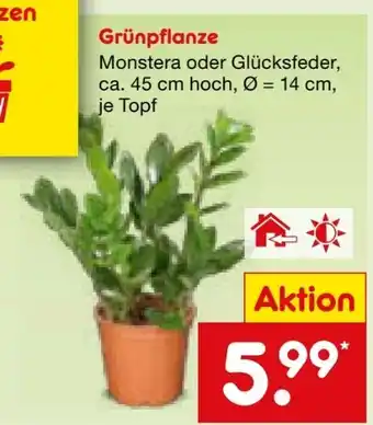 Netto Marken-Discount Grünpflanzen Angebot