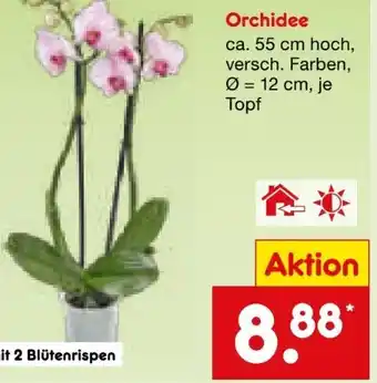 Netto Marken-Discount Orchideen Angebot