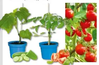 BayWa Bau & Garten Plantiflor Veredeltes Vitalgemüse Angebot