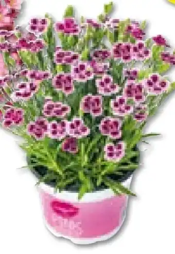 BayWa Bau & Garten Prinzess-Nelke Dianthus Pink Kisses Angebot