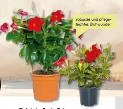 BayWa Bau & Garten Dipladenia Sundaville Angebot