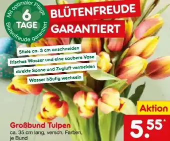 Netto Marken-Discount Tulpen-Großbund Angebot