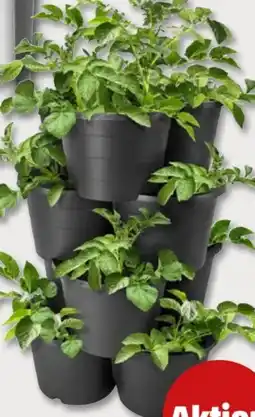 PENNY Pflanzturm 4-tlg Angebot