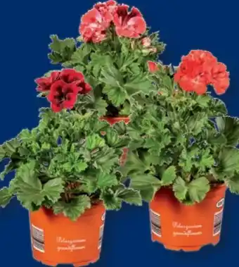 Lidl Edelgeranie Angebot