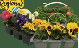 E-Center Frühlingsblüher Angebot