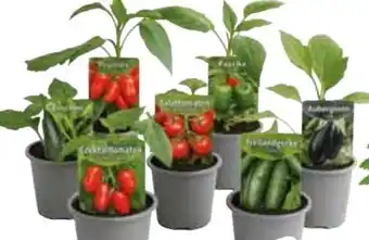 Edeka Gemüsepflanzen Angebot