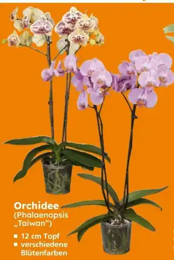 Globus Baumarkt Orchidee Angebot