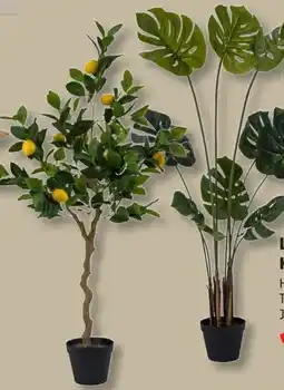 Lidl Livarno Home Kunstpflanze Angebot
