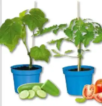 Hellweg Plantiflor Veredeltes Vitalgemüse Angebot