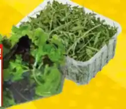 EDEKA Bandelt Edeka Bio Rucola Angebot