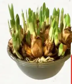 Edeka Blumenzwiebeln Mix Angebot