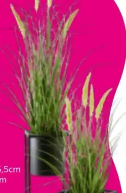 Mömax Kunstpflanze Pennisetum Angebot