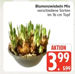 Marktkauf Blumenzwiebeln mix Angebot