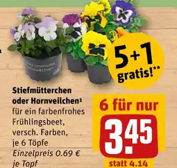 REWE Stiefmütterchen oder hornveilchen Angebot