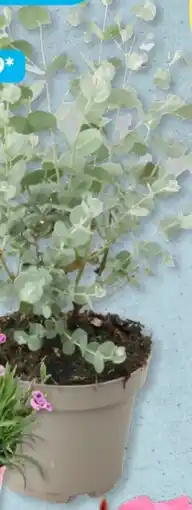 Aldi Süd Gardenline Eukalyptus Angebot