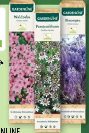 Gardenline Rankpflanze 1 stk Angebot bei Aldi Nord