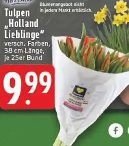 Edeka Tulpen 'Holland Lieblinge' Angebot