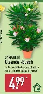 Aldi Nord Oleander - Busch Angebot