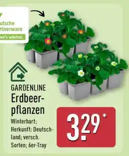 Aldi Nord GARDENLINE Erdbeerpflanzen Angebot