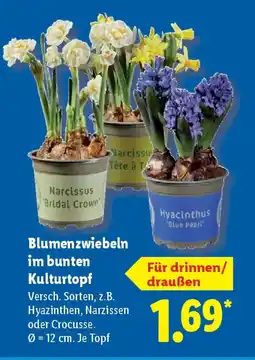 Lidl Blumenzwiebeln im bunten Kulturtopf Angebot