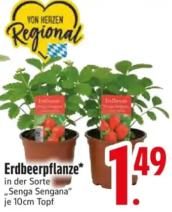 Edeka Erdbeerpflanze Angebot
