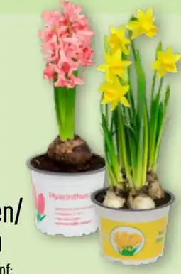Aldi Nord Gardenline Hyazinthen Angebot