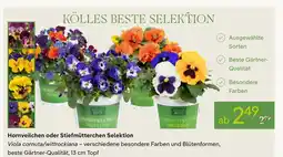 Pflanzen Kölle Kölles beste selektion hornveilchen oder stiefmütterchen selektion Angebot