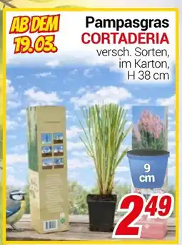 CENTERSHOP Pampasgras CORTADERIA Angebot