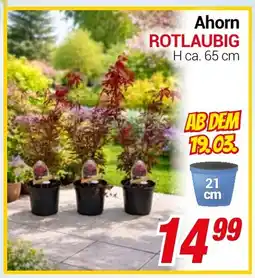 CENTERSHOP Ahorn ROTLAUBIG Angebot