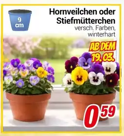 CENTERSHOP Hornveilchen oder Stiefmütterchen Angebot