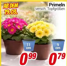 CENTERSHOP Primeln Angebot
