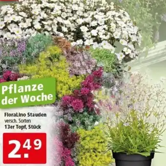 Multi Markt FloraLino Stauden Angebot