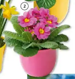 Hellweg Primel Angebot