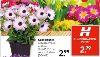 Hellweg Kapkörbchen Angebot