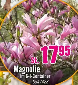 Hornbach Magnolie Angebot