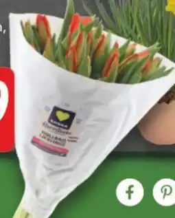 Edeka Edeka Herzstücke Tulpen Holland Lieblinge Angebot