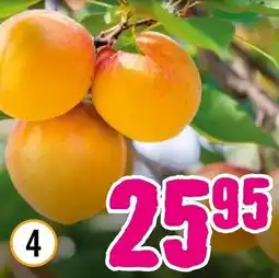 Hornbach Aprikose ,,Nancy" Baum Angebot
