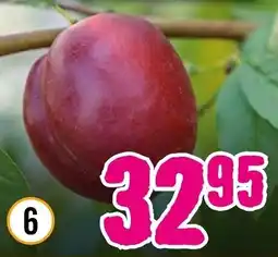 Hornbach Zwerg-Nektarine ,,Nektarella" Baum Angebot
