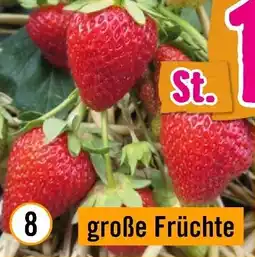 Hornbach „Korona" Angebot