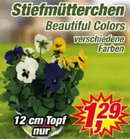 Posten Börse Stiefmütterchen Beautiful Colors Angebot