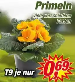 Posten Börse Primeln Angebot