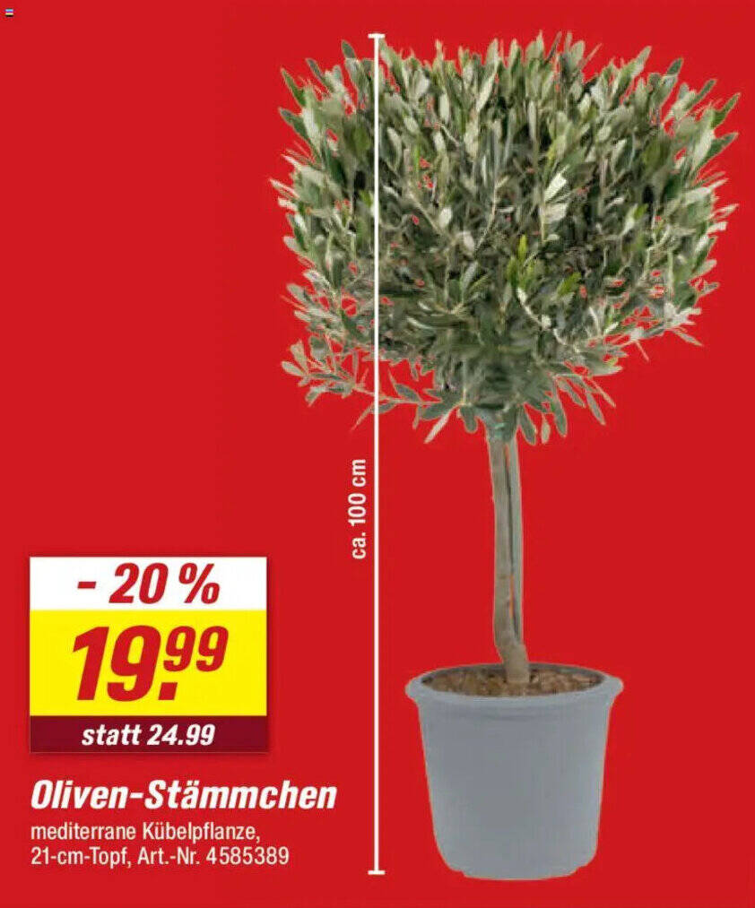 sansevieria trif laurentii Buy Sansevieria Trif. Laurentii P17 Online main image 1