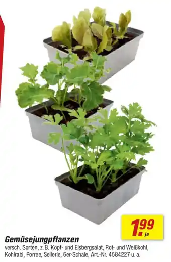 toom Baumarkt Gemüsejungpflanzen Angebot