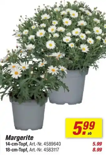 toom Baumarkt Margerite Angebot