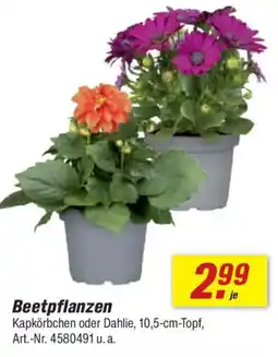 toom Baumarkt Beetpflanzen Angebot